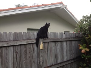 Cassius on the Fence...his favorite spot to look down upon Ben